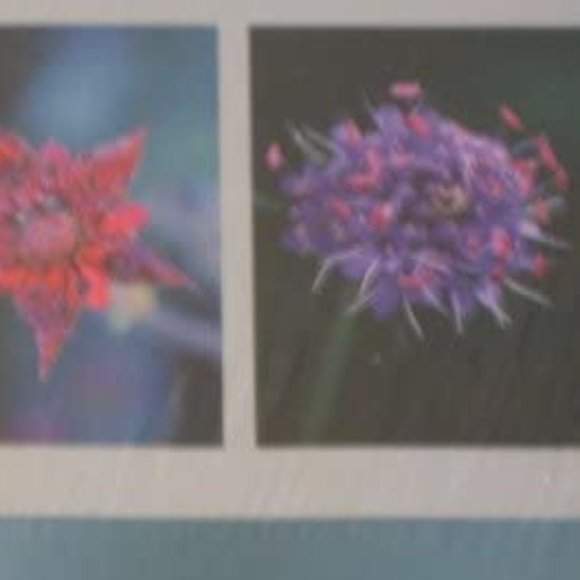 IKEA RADDA Hanging Floral Picture Trio - Picture 8 of 8